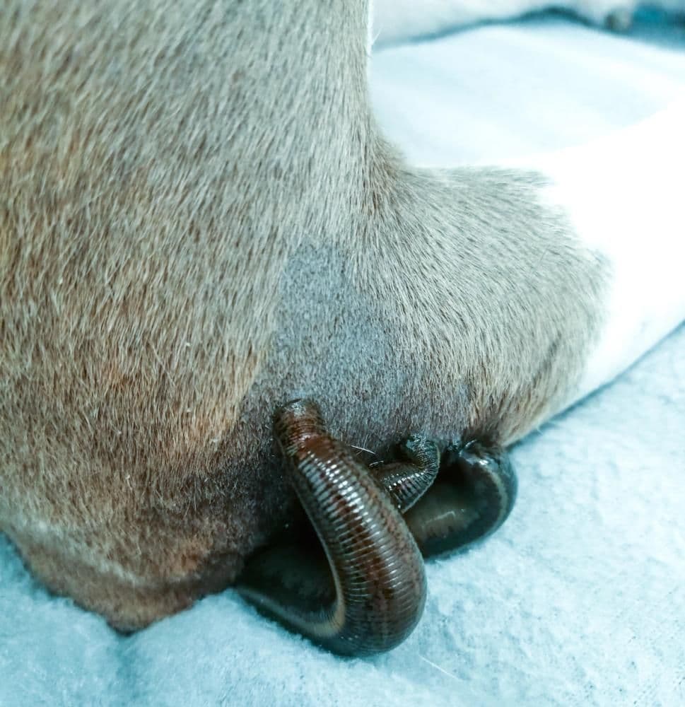 Blutegeltherapie Symbolbild