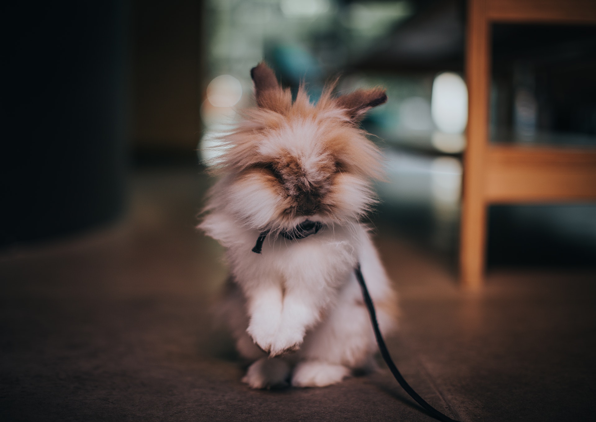 Leistungen Titelbild - Hund
